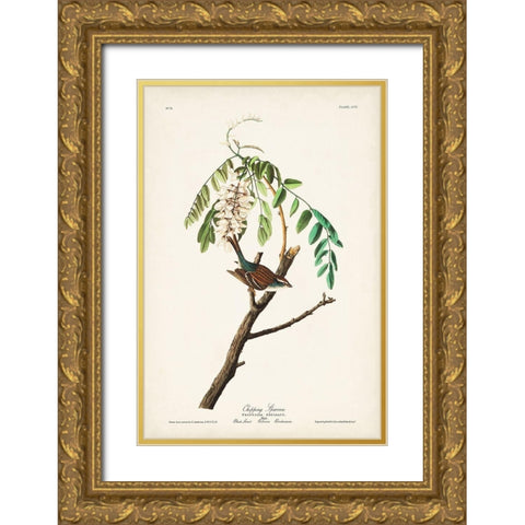 Pl. 104 Chipping Sparrow Gold Ornate Wood Framed Art Print with Double Matting by Audubon, John James