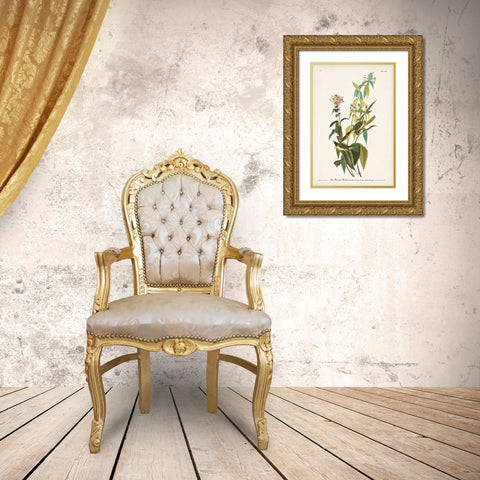 Pl. 124 Green Black-capt Flycatcher Gold Ornate Wood Framed Art Print with Double Matting by Audubon, John James