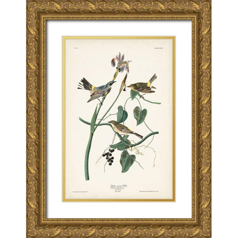 Pl. 153 Yellow-rump Warbler Gold Ornate Wood Framed Art Print with Double Matting by Audubon, John James