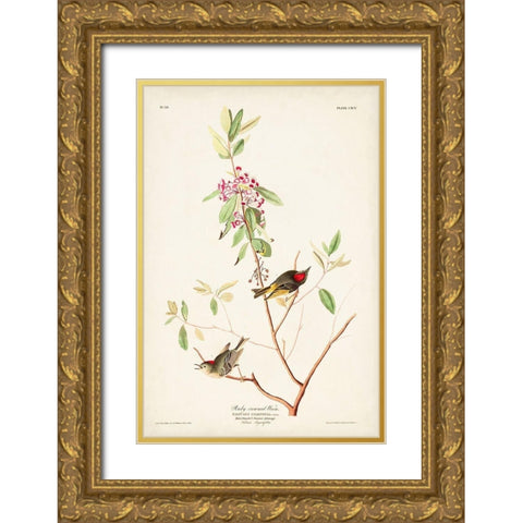 Pl. 195 Ruby-crowned Wren Gold Ornate Wood Framed Art Print with Double Matting by Audubon, John James