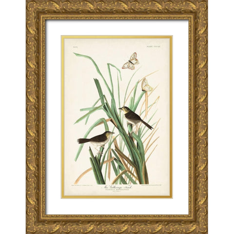 Pl. 355 Mac Gillivrays Finch Gold Ornate Wood Framed Art Print with Double Matting by Audubon, John James