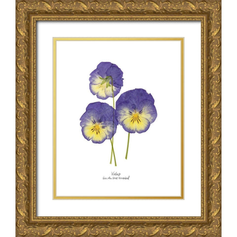 Pressed Violas I Gold Ornate Wood Framed Art Print with Double Matting by Popp, Grace