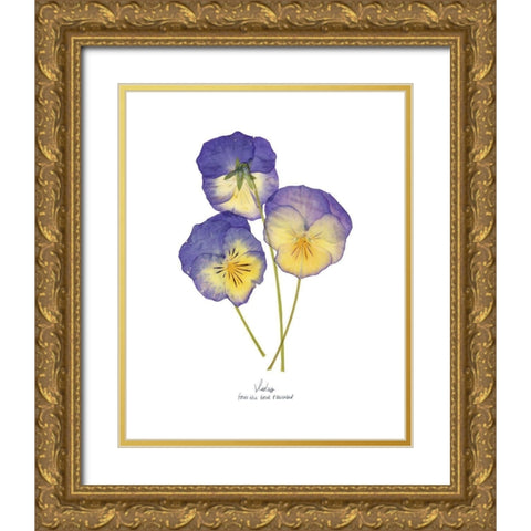 Pressed Violas II Gold Ornate Wood Framed Art Print with Double Matting by Popp, Grace