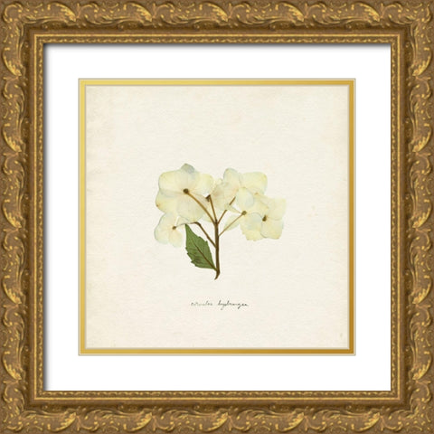 Cornales Hydrangea I Gold Ornate Wood Framed Art Print with Double Matting by Caroline, Emma