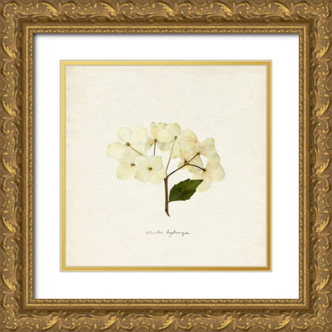 Cornales Hydrangea II Gold Ornate Wood Framed Art Print with Double Matting by Caroline, Emma