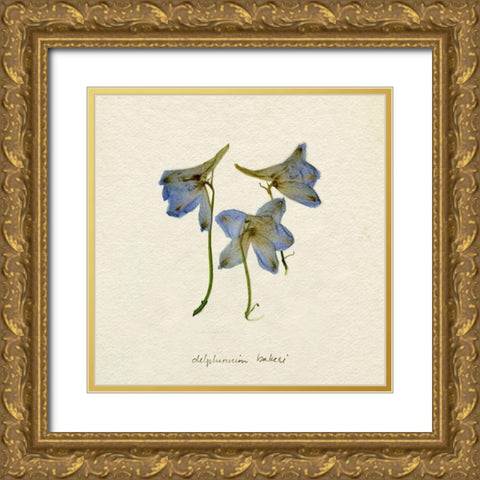 Pressed Blue Delphinium I Gold Ornate Wood Framed Art Print with Double Matting by Caroline, Emma