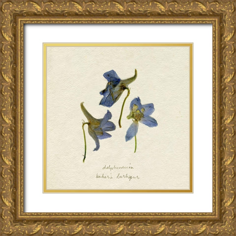 Pressed Blue Delphinium II Gold Ornate Wood Framed Art Print with Double Matting by Caroline, Emma