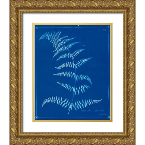 Cyanotype Ferns I Gold Ornate Wood Framed Art Print with Double Matting by Unknown