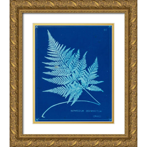 Cyanotype Ferns II Gold Ornate Wood Framed Art Print with Double Matting by Unknown