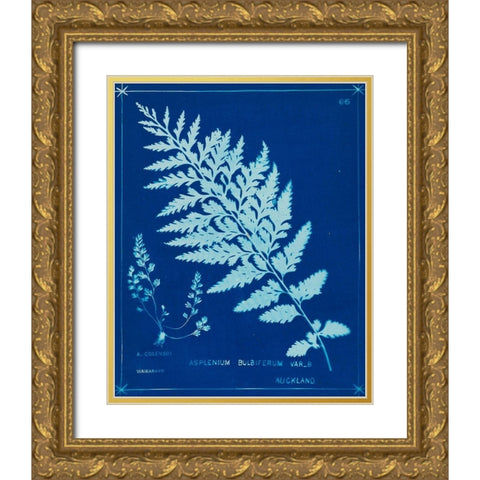 Cyanotype Ferns IV Gold Ornate Wood Framed Art Print with Double Matting by Unknown