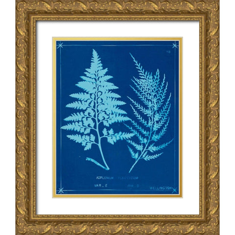 Cyanotype Ferns V Gold Ornate Wood Framed Art Print with Double Matting by Unknown