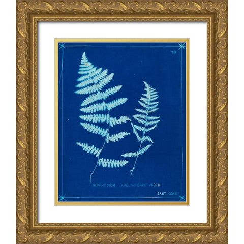 Cyanotype Ferns VIII Gold Ornate Wood Framed Art Print with Double Matting by Unknown