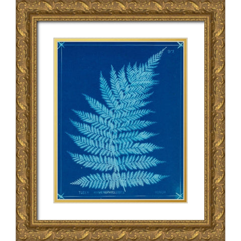 Cyanotype Ferns IX Gold Ornate Wood Framed Art Print with Double Matting by Unknown
