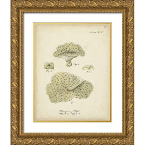 Ecru Coral I Gold Ornate Wood Framed Art Print with Double Matting by Esper, Johann