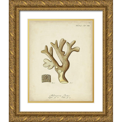 Ecru Coral II Gold Ornate Wood Framed Art Print with Double Matting by Esper, Johann