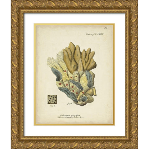 Ecru Coral III Gold Ornate Wood Framed Art Print with Double Matting by Esper, Johann
