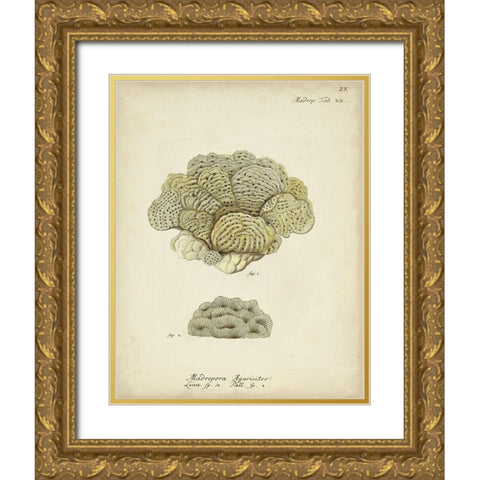 Ecru Coral V Gold Ornate Wood Framed Art Print with Double Matting by Esper, Johann
