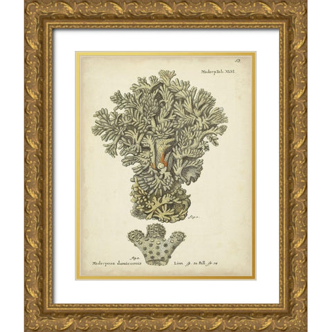 Ecru Coral VI Gold Ornate Wood Framed Art Print with Double Matting by Esper, Johann