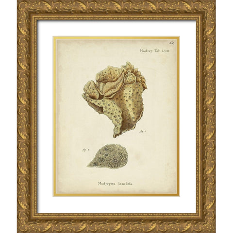 Ecru Coral VII Gold Ornate Wood Framed Art Print with Double Matting by Esper, Johann