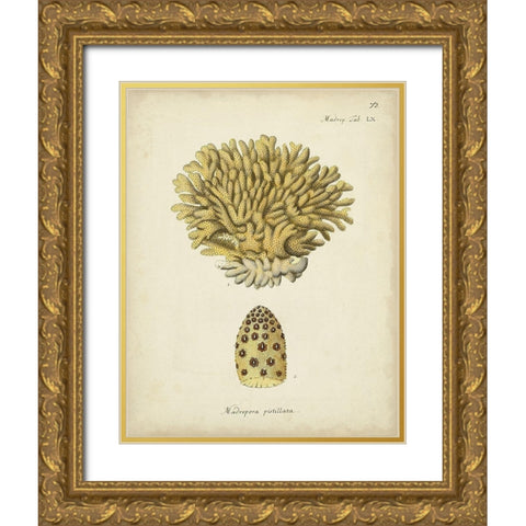 Ecru Coral VIII Gold Ornate Wood Framed Art Print with Double Matting by Esper, Johann