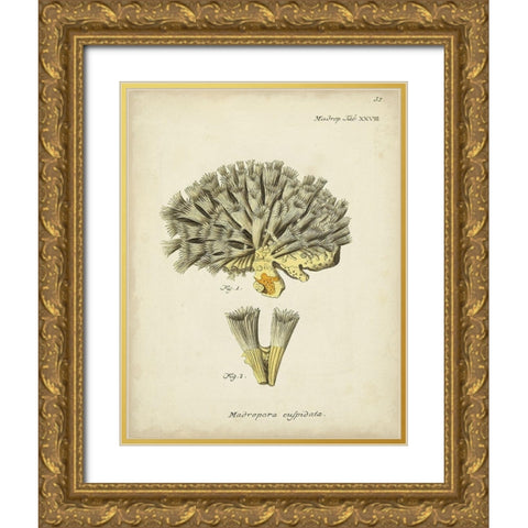 Ecru Coral XI Gold Ornate Wood Framed Art Print with Double Matting by Esper, Johann