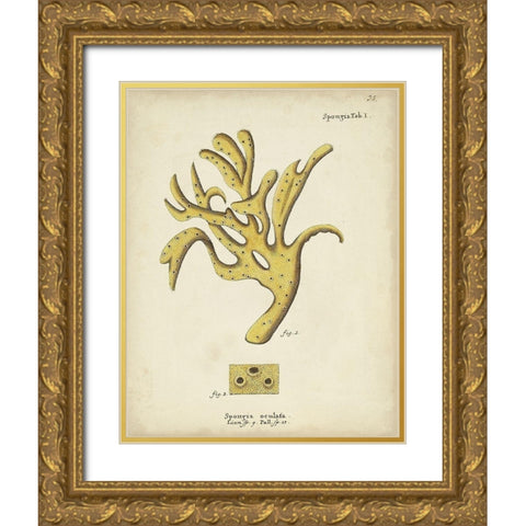 Ecru Coral XII Gold Ornate Wood Framed Art Print with Double Matting by Esper, Johann