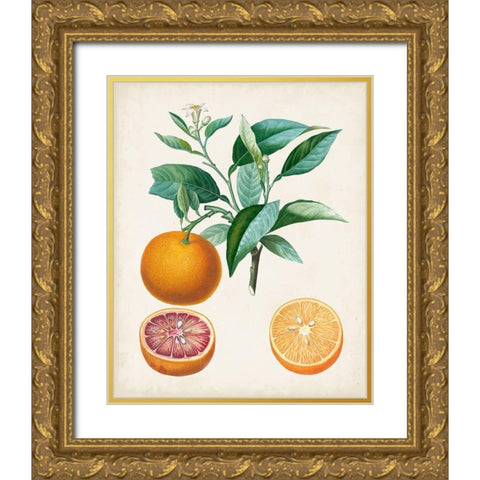 Orange de Malte Gold Ornate Wood Framed Art Print with Double Matting by Poiteau, Pierre Antoine