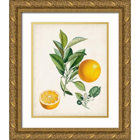 Bigarrade Couronnee Gold Ornate Wood Framed Art Print with Double Matting by Poiteau, Pierre Antoine
