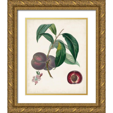 Peche Cardinale Gold Ornate Wood Framed Art Print with Double Matting by Poiteau, Pierre Antoine