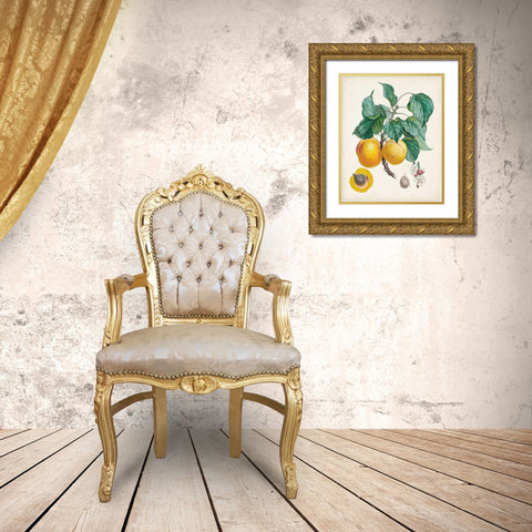 Abricot- Peche Gold Ornate Wood Framed Art Print with Double Matting by Poiteau, Pierre Antoine
