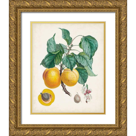 Abricot- Peche Gold Ornate Wood Framed Art Print with Double Matting by Poiteau, Pierre Antoine