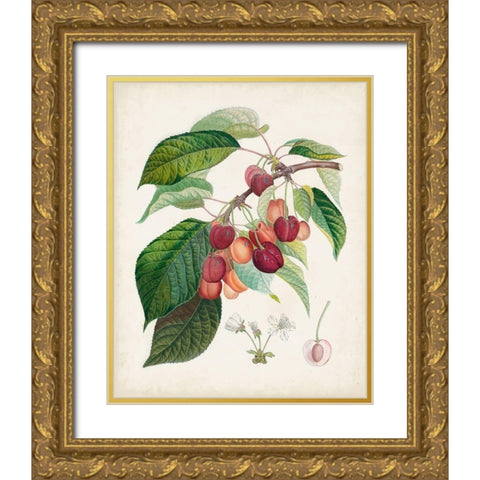 Bigarreau rouge Gold Ornate Wood Framed Art Print with Double Matting by Poiteau, Pierre Antoine