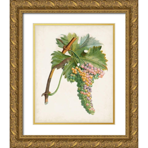 Raisin de Corunthe Gold Ornate Wood Framed Art Print with Double Matting by Poiteau, Pierre Antoine