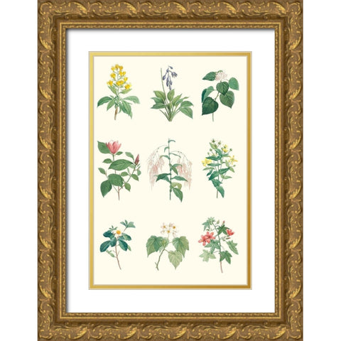 Soft Botanical Chart Gold Ornate Wood Framed Art Print with Double Matting by Vision Studio