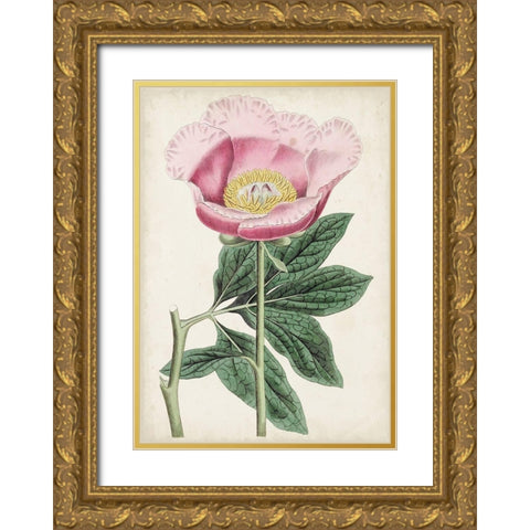 Garden Gems III Gold Ornate Wood Framed Art Print with Double Matting by Curtis