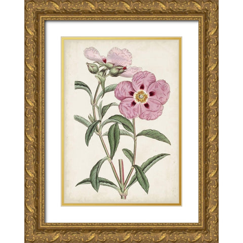 Garden Gems VII Gold Ornate Wood Framed Art Print with Double Matting by Curtis