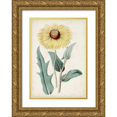 Garden Gems VIII Gold Ornate Wood Framed Art Print with Double Matting by Curtis