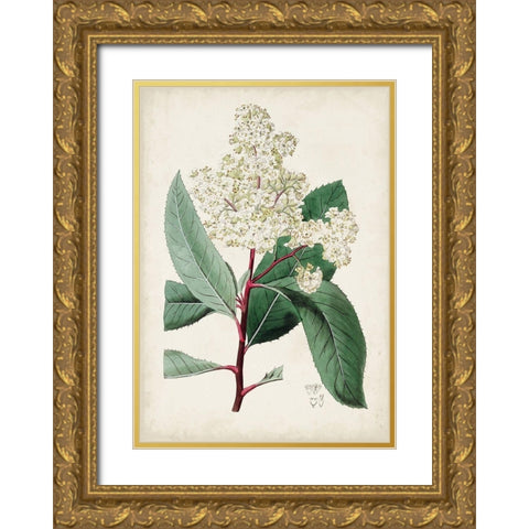 Garden Gems X Gold Ornate Wood Framed Art Print with Double Matting by Curtis