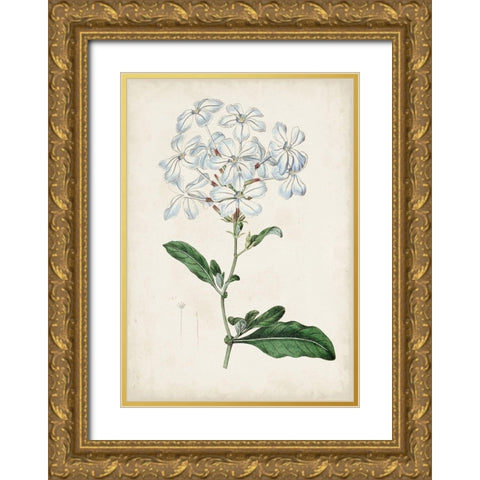 Garden Gems XII Gold Ornate Wood Framed Art Print with Double Matting by Curtis