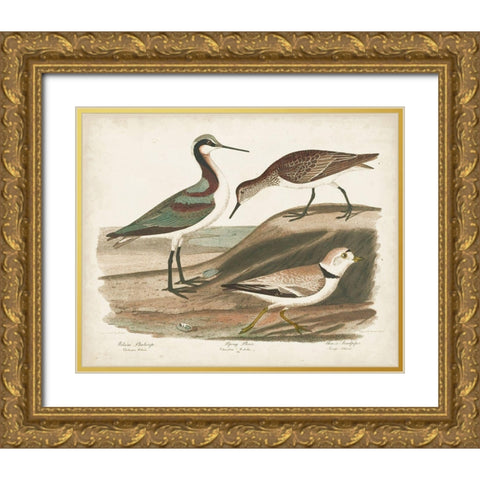 Waterbird Trio III Gold Ornate Wood Framed Art Print with Double Matting by Wilson, Alexander