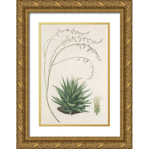 Agave Plant II Gold Ornate Wood Framed Art Print with Double Matting by Unknown