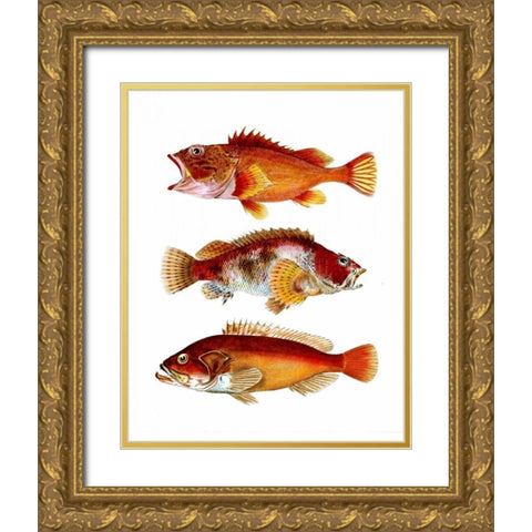 Orange Fish Trio Gold Ornate Wood Framed Art Print with Double Matting by Fab Funky