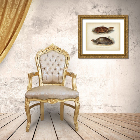 Antique Turtle Pair II Gold Ornate Wood Framed Art Print with Double Matting by Vision Studio