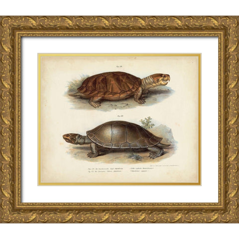 Antique Turtle Pair II Gold Ornate Wood Framed Art Print with Double Matting by Vision Studio
