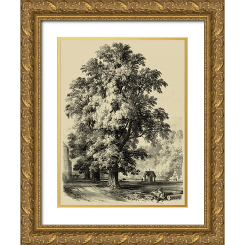 The Elm Tree Gold Ornate Wood Framed Art Print with Double Matting by Unknown