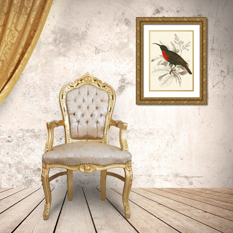 Jardine Hummingbird III Gold Ornate Wood Framed Art Print with Double Matting by Jardine, Sir William
