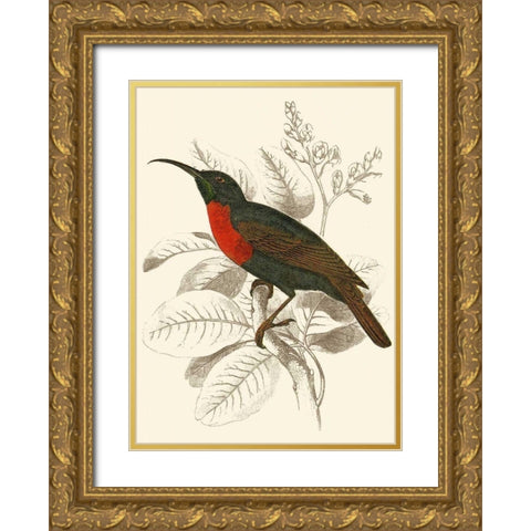 Jardine Hummingbird III Gold Ornate Wood Framed Art Print with Double Matting by Jardine, Sir William