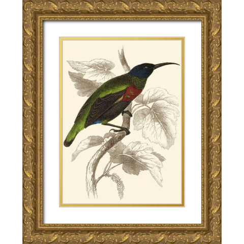 Jardine Hummingbird IV Gold Ornate Wood Framed Art Print with Double Matting by Jardine, Sir William