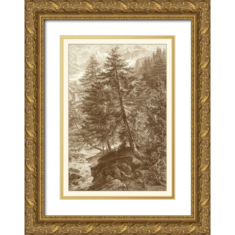 Sepia Larch Tree Gold Ornate Wood Framed Art Print with Double Matting by Heyn, Ernst