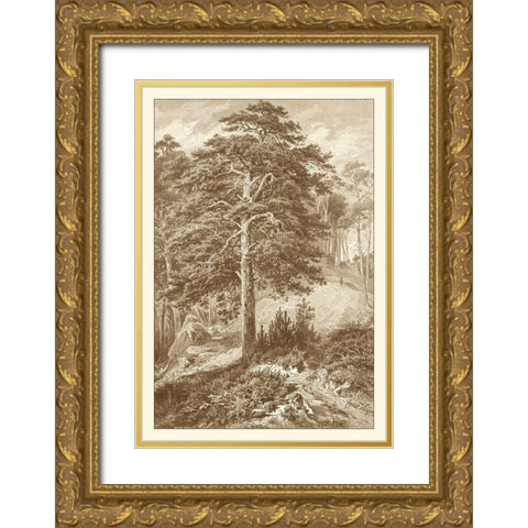 Sepia Wild Pine Gold Ornate Wood Framed Art Print with Double Matting by Heyn, Ernst
